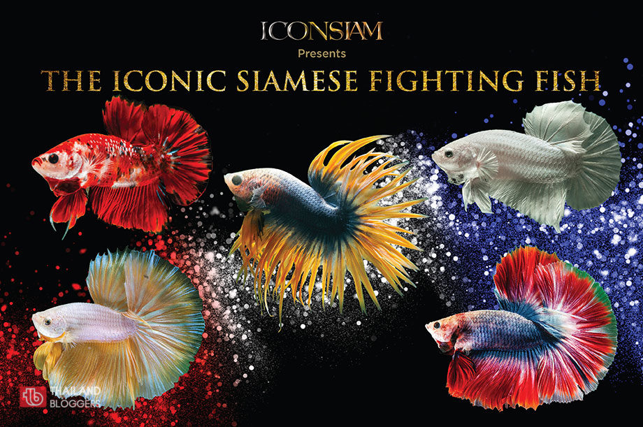 The ICONIC Siamese Fighting Fish Event